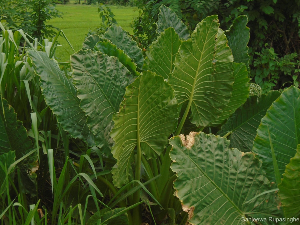 Alocasia macrorrhizos (L.) G.Don